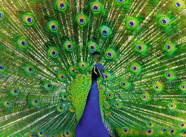 Ravensburger - Peacock 500 Piece Jigsaw Puzzle