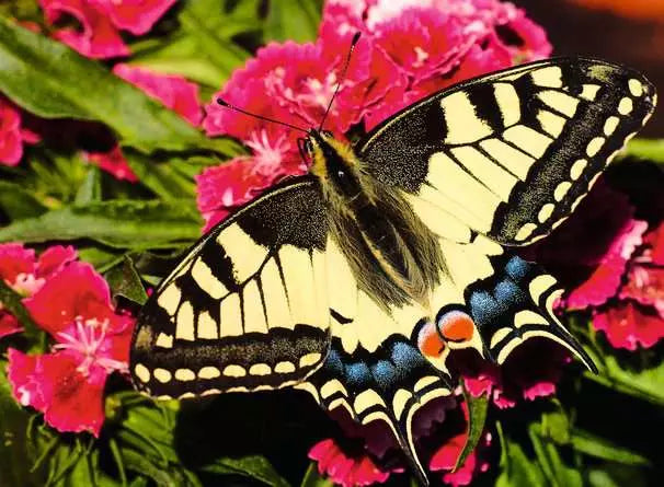 Ravensburger - Butterfly 500 Piece Jigsaw Puzzle