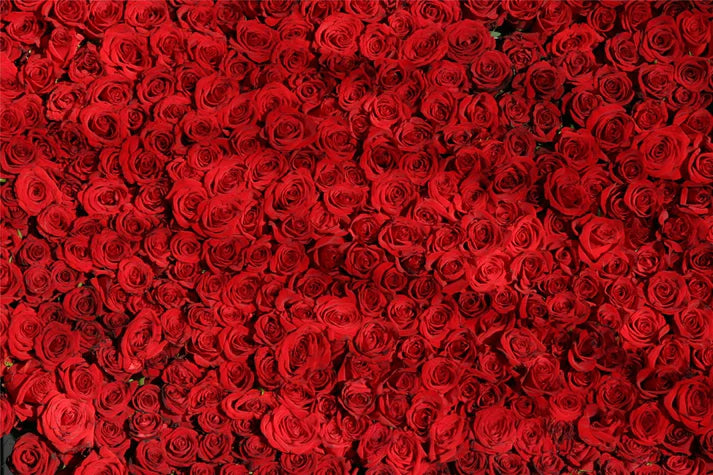 Dozens of Roses - 1000 Piece Impossipuzzle Jigsaw