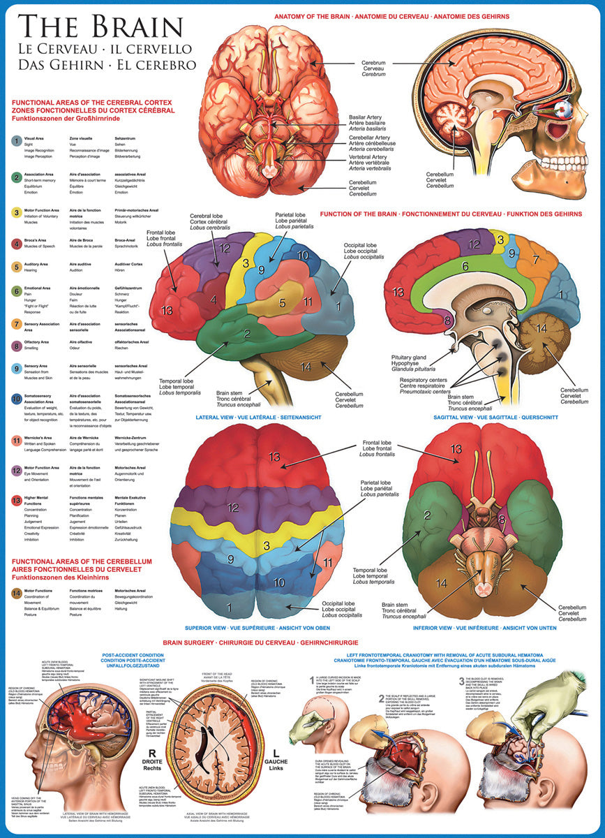 Eurographics - The Brain 1000 Piece Jigsaw Puzzle
