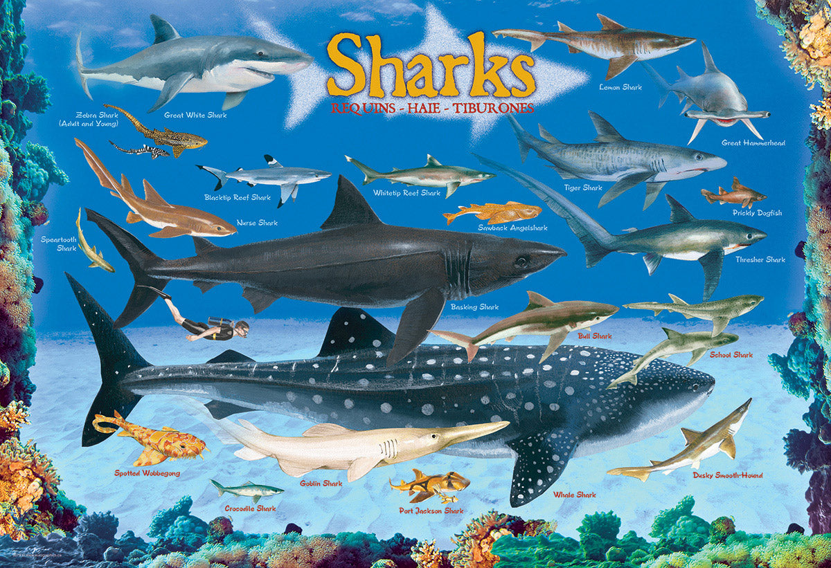 Eurographics Kids - Sharks 100 Piece Jigsaw Puzzle
