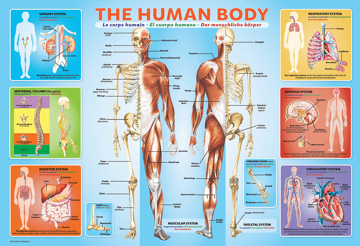Eurographics Kids - The human body 200 Piece Jigsaw Puzzle