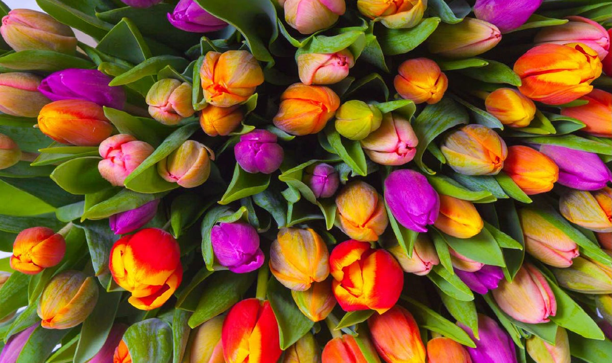 Piantink - Tulips