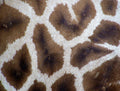 Giraffe Print 1000 Piece Impossible Jigsaw Puzzle image 0