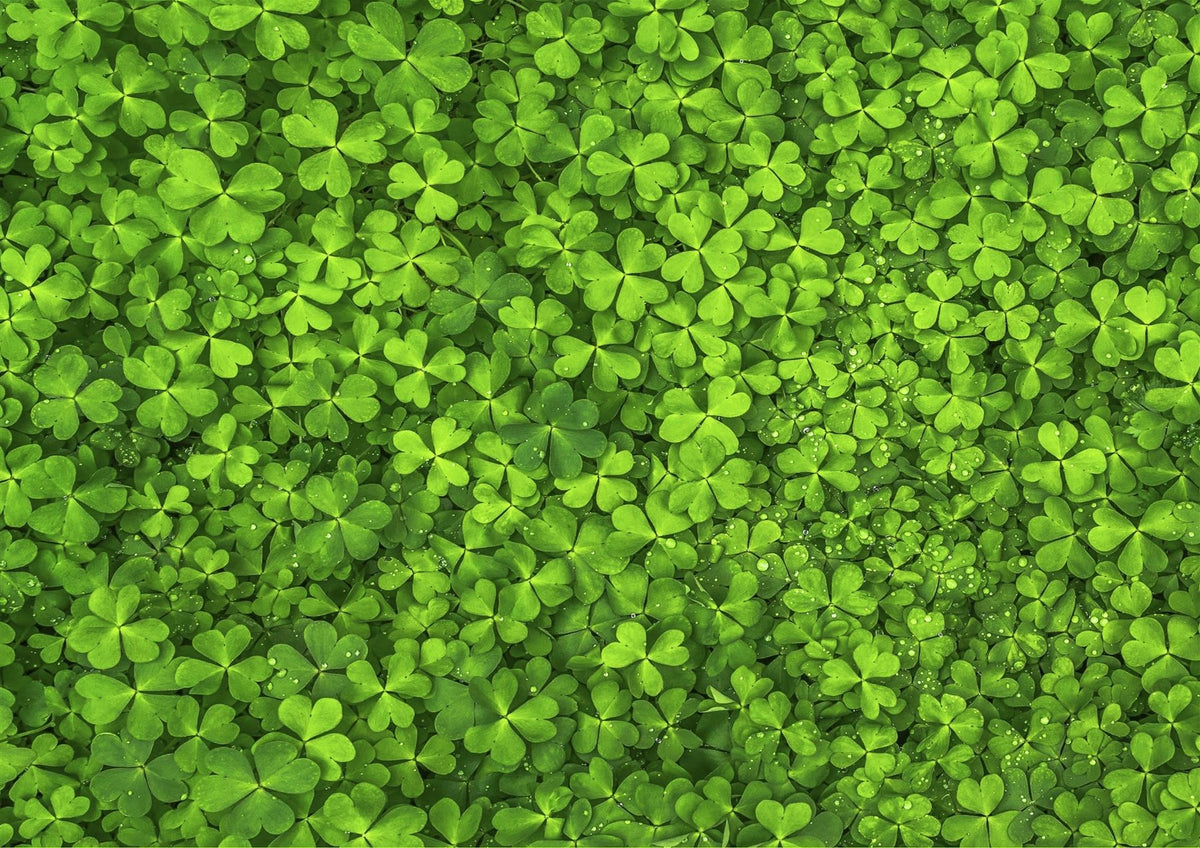 AJP - Find the Four leaf clover 1000 Piece Impossipuzzle Jigsaw