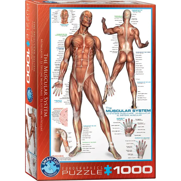 Eurographics - The Muscular System 1000 Piece Jigsaw Puzzle