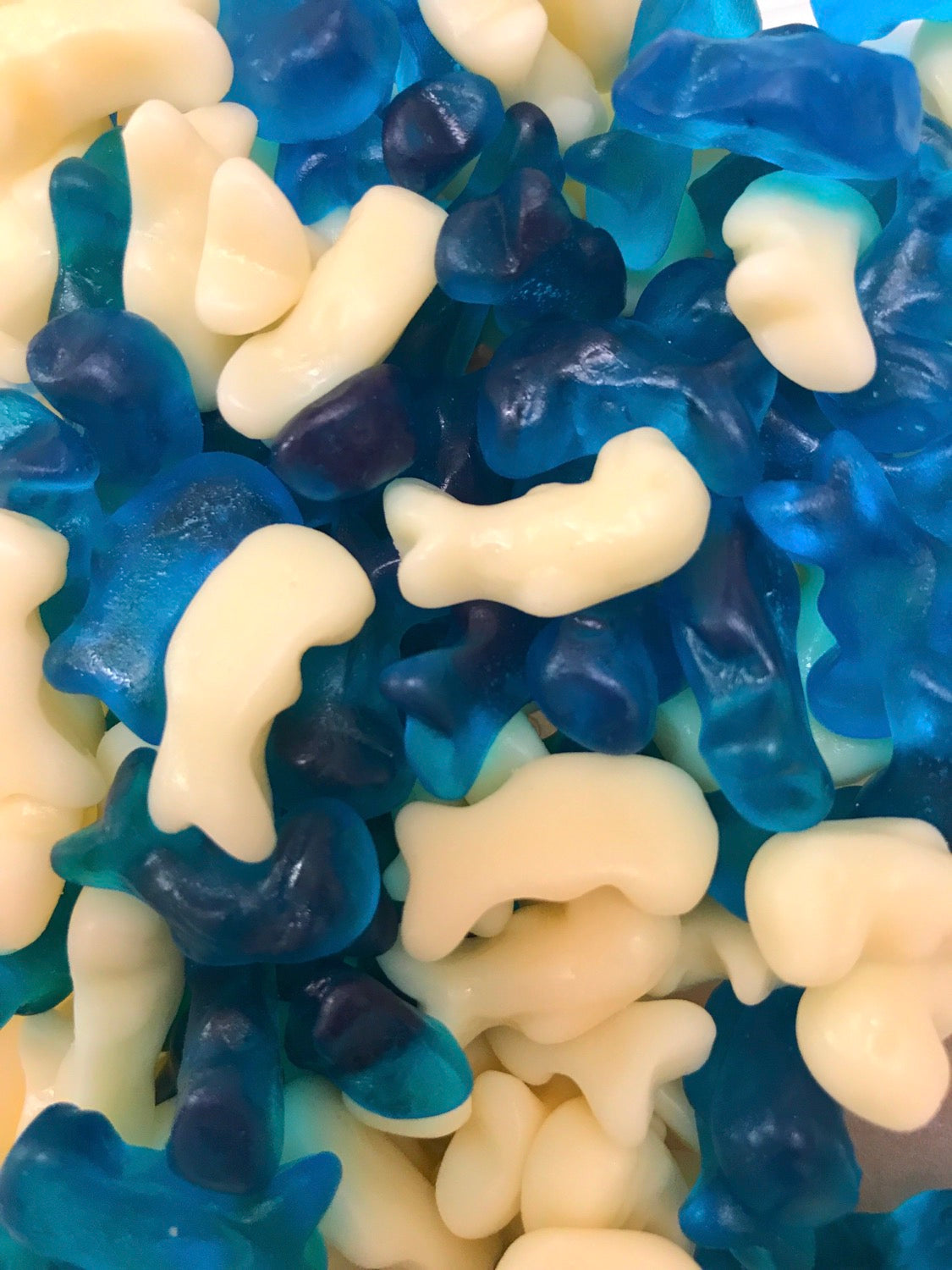 Baby Dolphins image 0