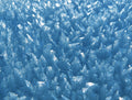 Natural Ice 1000 Piece Impossible Jigsaw Puzzle image 0