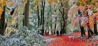 Gibson - Snow in Autumn 636 Piece Jigsaw Puzzle image 1
